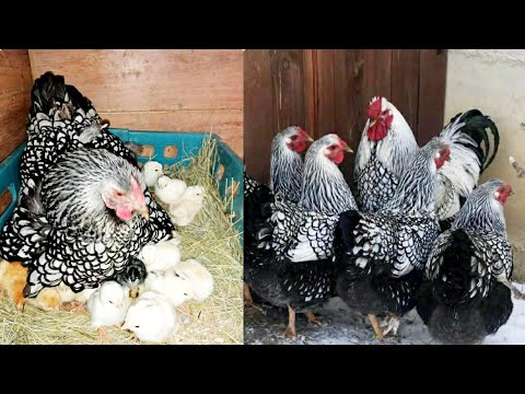 Imported Silver Laced Wyandotte Chickens and Chicks for Sale