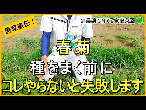 【春菊栽培】今から始める種まき前準備のコツ【有機農家直伝！無農薬で育てる家庭菜園】　24/8/17