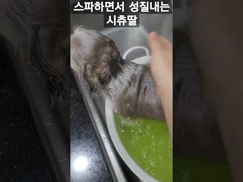 53세엄마한테 스파 싫다고 성질내는 13살시츄딸 #시츄 #시츄사랑 #시츄애교 #일상vlog #노견