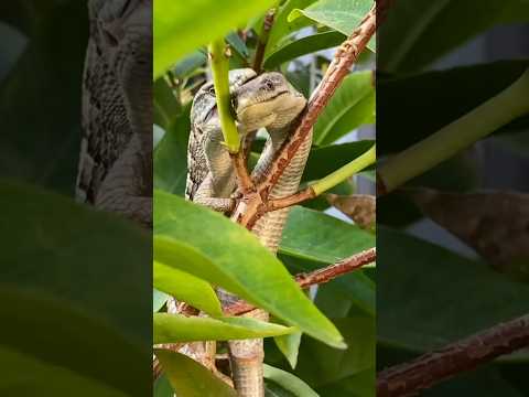 Alligator Lizards: my eco friendly pest control  #alligatorlizard #ecopestcontrol #mating