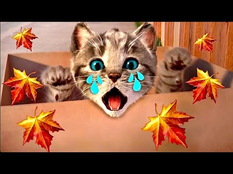 ADVENTURE OF A LITTLE KITTEN cartoon about kittens cartoon for kids and toddlers cartoons on #1139