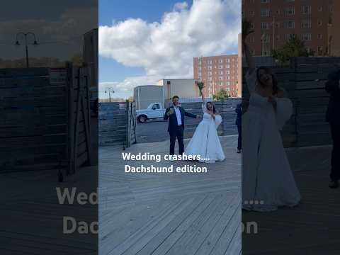 Howl-o-Weiner Walk Crashes a Wedding 😂