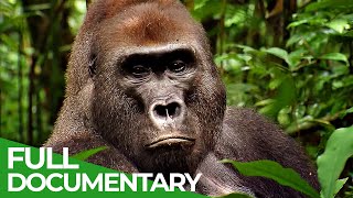 Wild Congo | Part 2: King Kong's Lair | Free Documentary Nature