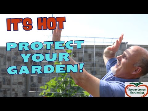 5 Tips to Save Your Garden in a Heat Wave