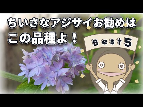 【優勝！】ヤマアジサイお勧め品種BEST５|組み合わせのお勧めも紹介