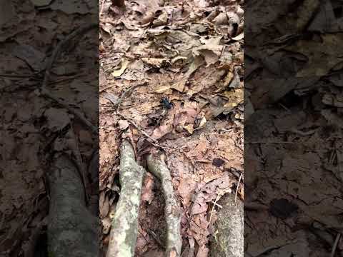 Epic Spider Encounter on Hiking Adventure