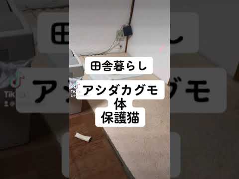 巨大クモ対保護猫　アシダカグモバスターズ　#クモ　#保護猫　#田舎暮らし