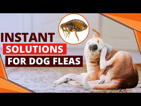 How to Get Rid of Dog Fleas Fast (Quick & Easy Natural Remedies)