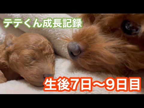 生後7日〜9日目の様子【トイプードル】テテくんの成長記録