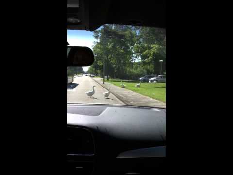 Duck crossing street