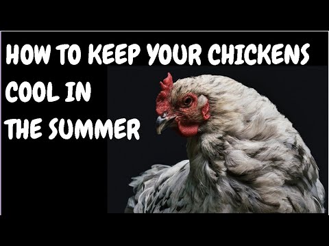 How To Keep Your Chickens Cool In The Summer