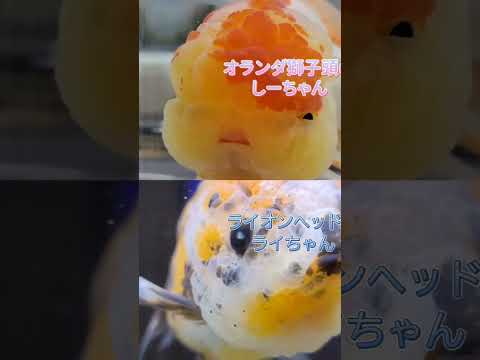 カルミンの【金魚かわいい選手権】