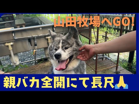 【Akita dog】可愛すぎて編集に困る、親バカ全開の主