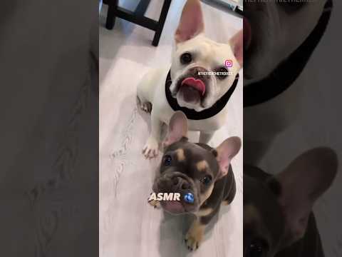 French Bulldog #ASMR: Freeze-Dried Blueberries | Max and Bo #Short #Dogs