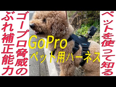 GoProを犬に付けてペット視点で映像を見てみました