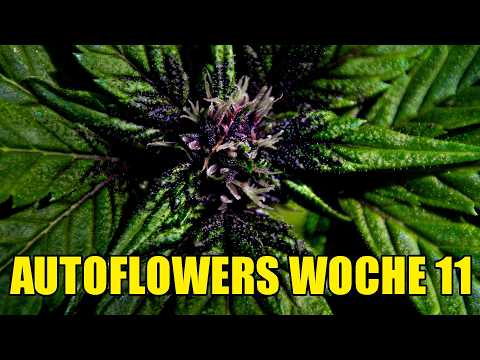 Cannabis Eigenanbau in der Blüte | Woche 11