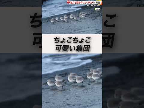 かわいい！波打ち際をちょこちょこ行ったり来たりの小鳥ミユビシギ　波打ち際の貝や甲殻類を食べるため　#shorts