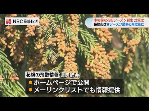 今シーズン最も多いスギ花粉の飛散を確認　花粉シーズン到来　長崎