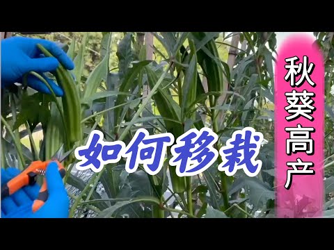 秋葵高产移栽最为重要。家庭种植不需要轮作？#秋葵家庭有机种植系列