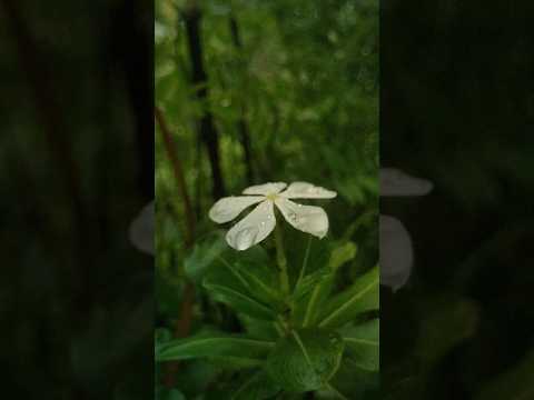 #nature#beautifuluttrakhand#uttarakhand#flowers#shortsfeed#short@amitnegivlog@PriyankaYogiTiwari