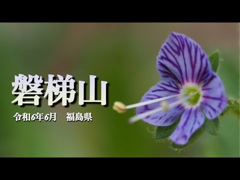 【磐梯山に咲く花】6月 固有種バンダイクワガタなど　高山植物を紹介しています