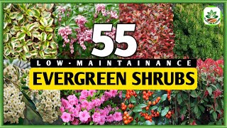 55 LOW-MAINTAINANCE EVERGREEN SHRUBS | Evergreen Shrubs | Plant and Planting