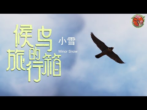 【Seasons Through Birds’ Eyes】Minor Snow  Winter Overture小雪：冬日序曲  #候鸟的旅行箱