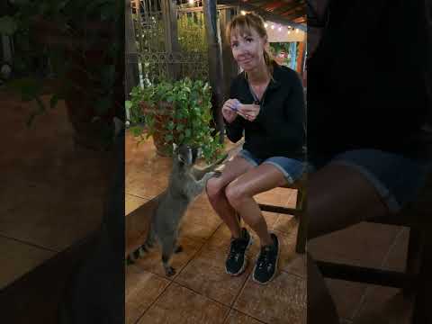 Feeding Raccoons at Los Mapaches Restaurant in Puerto Vallarta #puertovallarta #puertovallartamexico