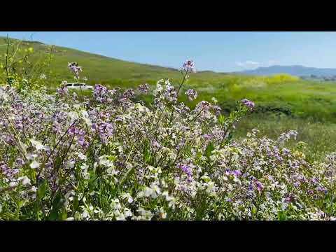 Chino Hills State Park, CA 4/5/2023