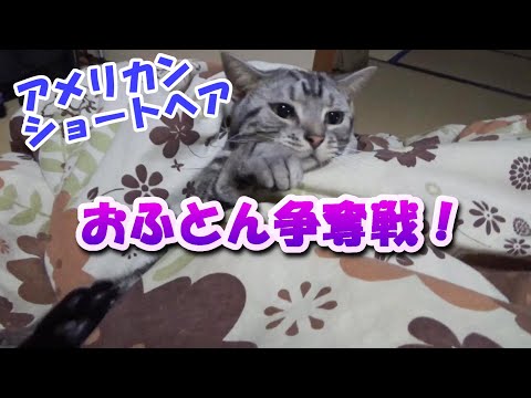 猫とおふとん争奪戦！　（アメリカンショートヘア）