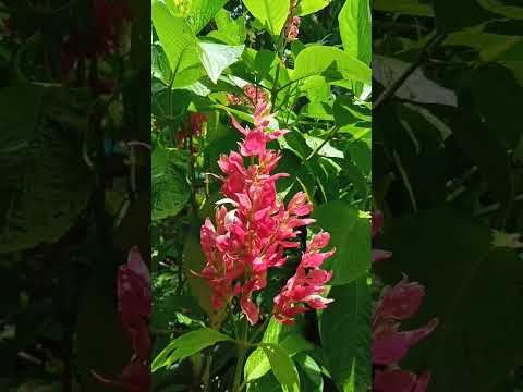 #flower #jala #dayday #share #comment #viral #plantitas #shortvideo #shorts #short #jalanawong