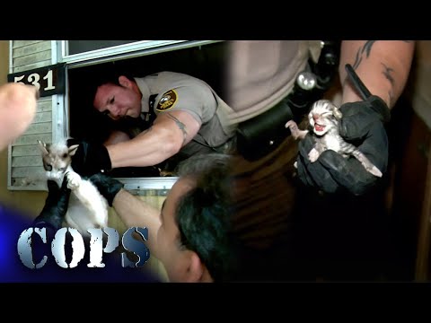 50 Abandoned Cats Rescued By Cops & MORE! -  Full Episode | Cops TV Show