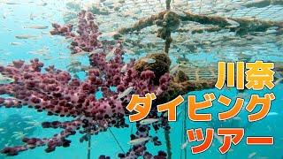 川奈でダイビングツアー by グアム NINJA DIVE