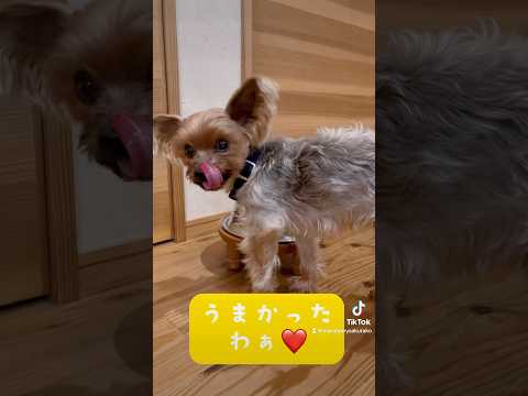 大好物の鮭チャーハン🐶💕🐶