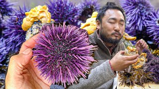 Expensive Uni (SEA URCHIN) for FREE