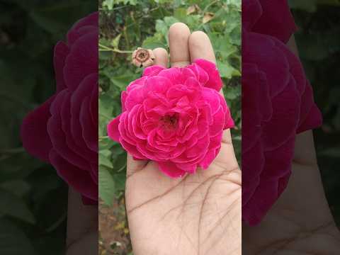 red rose 🌹🌹 special video