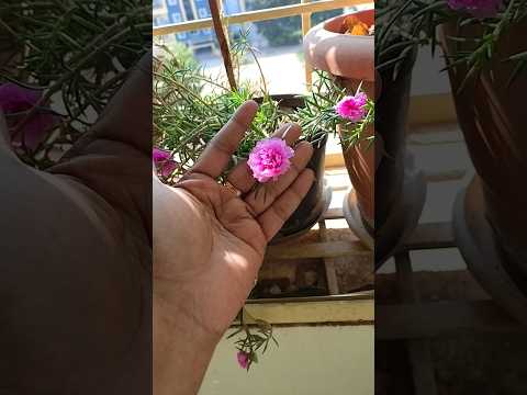 #table #rose #techiecookdairies#ytshorts #shorts #shortvideo