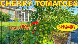 4 MUST HAVE Cherry Tomatoes Every Tomato Gardener Should Grow