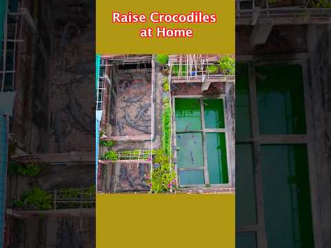 Raise Crocodile at Home #crocodile #crocodilefarm