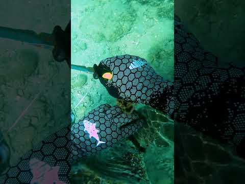 Helping A Sea Turtle Tangled In Fishing Line