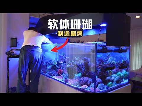 海缸垃圾葵2.0版本 | 千手珊瑚，如何解决？