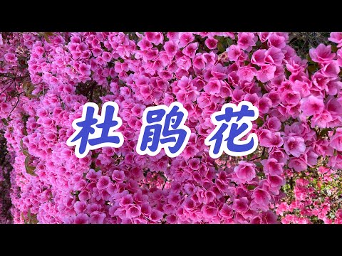 盛开的杜鹃花  #花卉养殖