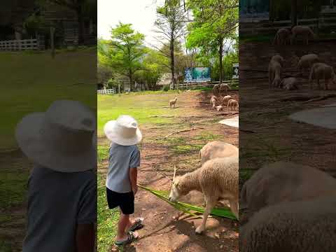 The story of the shepherd boy #shorts #subscribe #share #viral #shortsyoutube #thailand #goat