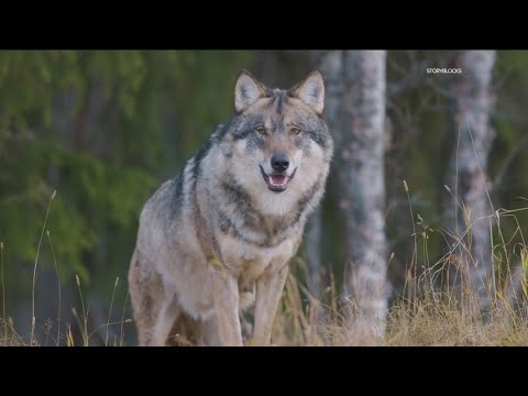 Endangered gray wolf seeing population boom in California