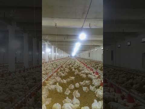 poultry farm #broilerchicks  #poultryfarming #birdslover  #goldenmisrifarming