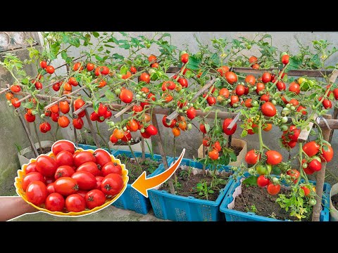 Tips for growing tomatoes that are extremely simple but have high yields - Not everyone knows