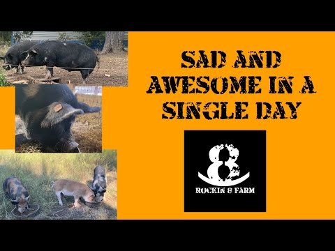 Homesteading Is Filled With Sorrow And Joy | Idaho Pasture Pigs