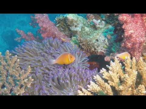 DIVING IN THE PACIFIC OCEAN AND THE SEA OF CORTEZ   A 30 MINUTE  UNDERWATER RELAXATION VIDEO