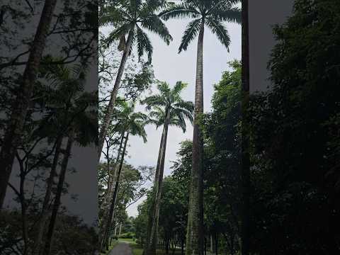 高入云霄的参天大树 Towering trees reaching into the sky