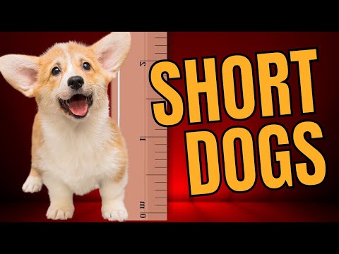 Top 5 Short Dog Breeds 🐾Dogs 101 🐾Long Body Short Legs